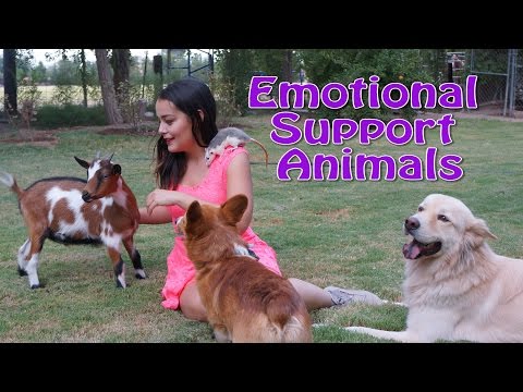 How to Make Your Pet an Emotional Support Animal How to Make Your Pet an Emotional Support Animal