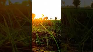 लहसुन ka खेत 🧄 | Farmar Life ❤️ | my first vlog today