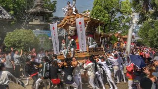 奉祝 2019.5.12 富田林市 美具久留御魂神社  宮町 宮入り 新天皇陛下御即位奉祝祭