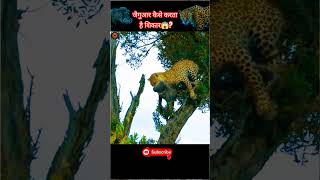 जैगुआर कैसे करता है शिकार😱? #shortsfeed #sherni #youtubeshorts #animals #shorts #short #ytshorts #yt