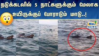 நடுக்கடலில் 5 நாட்களுக்கும் மேலாக உயிருக்குப் போராடும் மாடு..! | cow | sea | Cuddalore