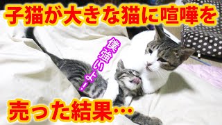 【喧嘩】小さな子猫が大きな猫に喧嘩を売った結果がこちら