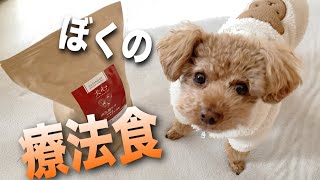 リピート率90%以上！療法食も無添加で！／犬にりんご／心配するワンコにキュン♥︎