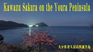 河津桜とオリオン座（津久見市四浦半島）Kawazu Sakura and Orion(Tsukumi-shi Youra Peninsula)　4K shooting