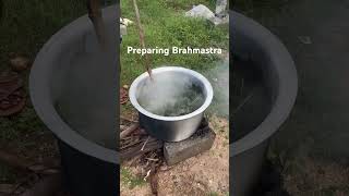 Brahmastra preparation | Subhash Palekar Natural Farming | Chewing Pest control #naturalfarming