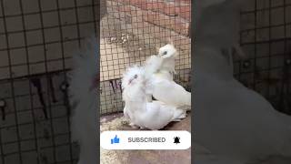 Shonki kabutara de 🕊️ [ਇੱਕ ਸ਼ੋਂਕ ਕਬੂਤਰ ਬਾਜ਼ੀ ਦਾ 🕊️] fancy pigeon 🕊️