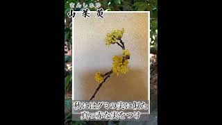 【山茱萸（サンシュユ）】今日の花 #shorts #茶道 #茶花