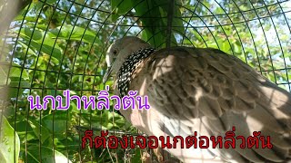 นกป่าหลิ่วตันเสียงกลางไปใหญ่