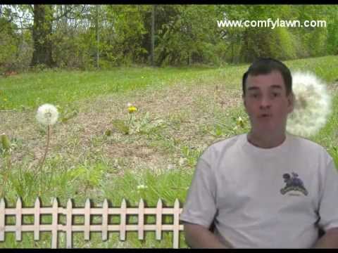 How to Get Rid of Lawn Weeds Organically, Naturally How to Get Rid of Lawn Weeds Organically, Naturally