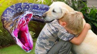 When A Snake Threatened A Toddler, His Dog Saved the Day