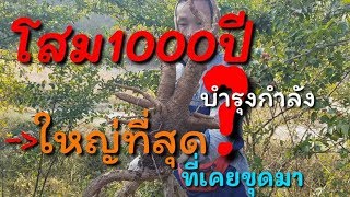 ขุดโสมแดงต้นใหญ่ที่สุดเท่าที่เคยเห็นมา....Dekdoy