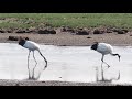 野付半島の野生動物と微かに見えた北方領土 『 vlog 北海道・道東の旅』