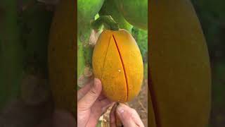 Plz subscribe 🥺#fruit# fruit 🍑 short #sweet papaya 🍋🍅#papita# viral papita video #short#new shorts