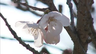 高松市で桜が開花！春の陽気に一足早い花見客も　満開予想は4月2日