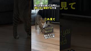 猫のお腹が減ってる時に飼い主に催促する方法