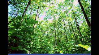 Edexcel GCSE Geography - Global Biomes and Ecosystems
