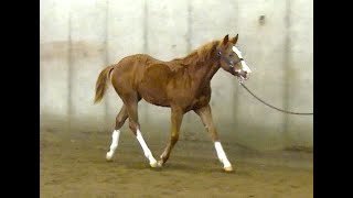 SURELY IMA WINNER - 2024 AQHA \u0026 APHA FILLY BY SURELY IM GOOD