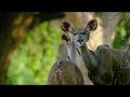 5K African Wildlife Documentary Film   Mana Pools National Park, Zimbabwe, Africa   1 HR