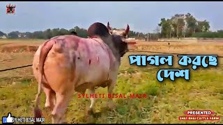 দেশ পাগলের বিপক্ষে বিজয়ী লড়াকু ষাড় পাগল করছে দেশ | Sylheti Fighter Pagol Korse Desh