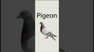 Pigeon bird spelling #short #shorts