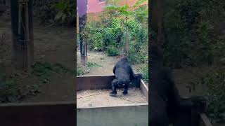 ママを追いかける子ゴリラ キンタロウ Baby gorilla Kintaro follows his mom Genki 【京都市動物園】