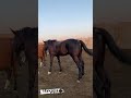 Үйірге айғыр қосу 🐎 horses жайлау rek ауылөмірі жылқы жылқыныбаптау