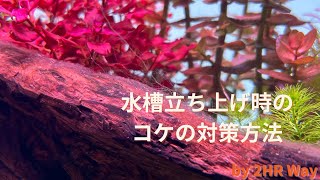 水槽立ち上げ時のコケの対策方法【アクアリウム 水草】