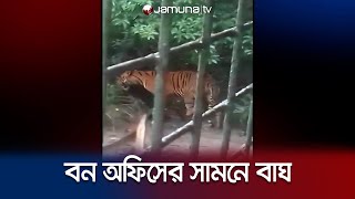 সুন্দরবনে বন অফিসের সামনে আবারও দেখা মিললো বাঘের! | Bagherhat | Tiger | Jamuna TV