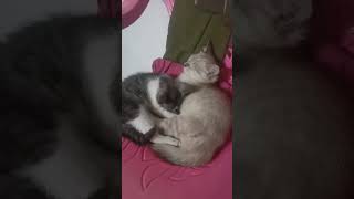 sodara tak seibu sebapak #shorts #tiktok #cat