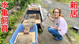 ついに新居の庭に水亀飼育場を設置しました…！