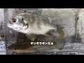 ハゼ釣り マイクロアドベンチャー goby fishing