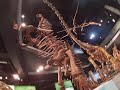 australia tourism melbourne museum 澳洲旅游 墨尔本博物馆 恐龙 dinosaur tyrannosaurus l085