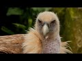 griffon vulture facts