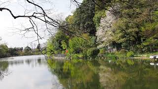 杉並区で新緑のんびり散歩　善福寺公園　上池　2020/4/11 49