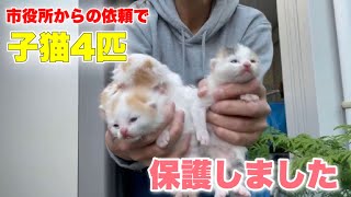 生後2〜3週齢の子猫4匹を緊急保護【We rescued 4 kittens】