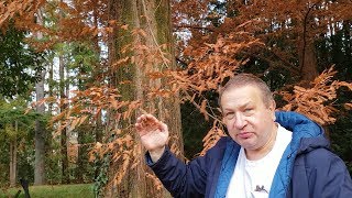 Branch Fall and Metasequoia