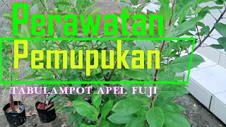 Pemupukan Dan Perawatan Apel Fuji, Part ll