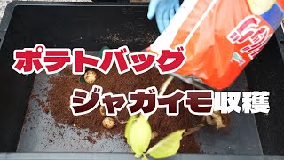 【家庭菜園】ポテトバッグで育てたジャガイモを収穫、衝撃の結末が！ポテチは作れたのか・・・