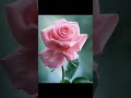 short nature song rose