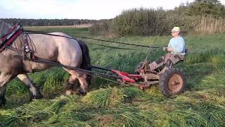 Koszenie trawy koniem / mowing the grass with a horse