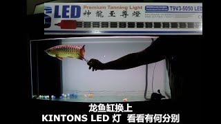 龙鱼缸换上KINTONS LED 灯  看看有何分别