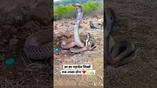 #bholenath #snake #naag #nagin #bholebaba #shiv #snakes #mahadev #mahakal