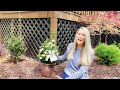 how to plant gardenias new diamond spire® gardenia