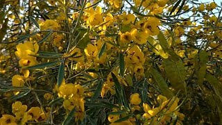 Meadow Pea#pea vines. yellow vetchling