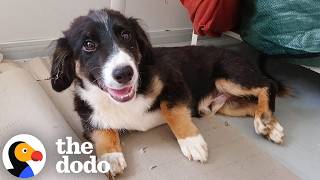 Puppy Gets Second Chance At Life After Being Abandoned In An Empty Building | The Dodo