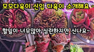 베란다 다육이 할일이 너무 많아도 😀 모모다육이 신입부터 소개해요 ~🌺제가 제일 좋아하는 다육이  다 모았어요~😆