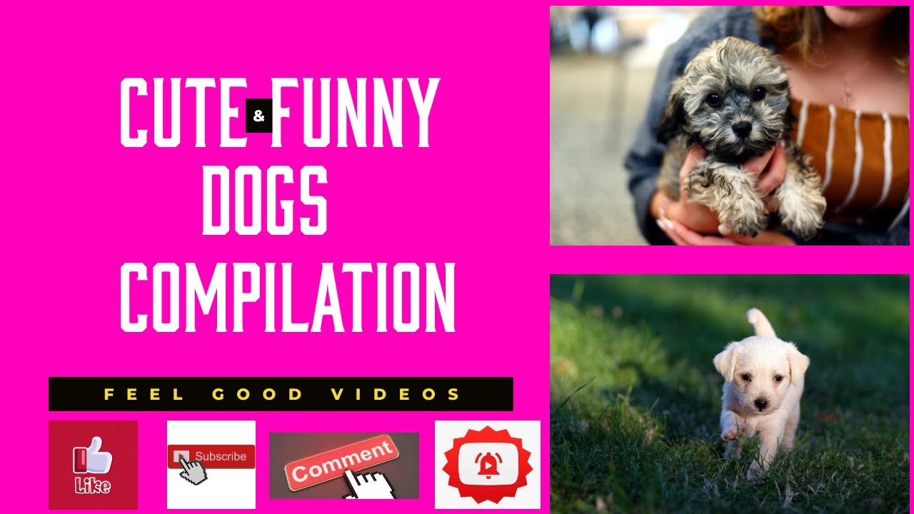 Cute Funny Dog Compilation 1 Youtube