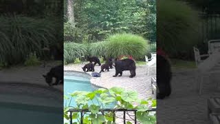 Mama Bear Brings Five Cubs for a Swim in Backyard Pool || ViralHog