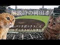 阪神岡田監督の逸話【猫ミーム】