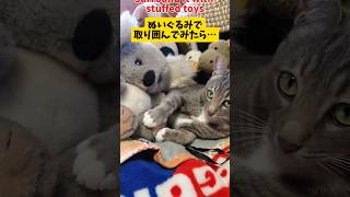 いたずらばかりする猫にイタズラしてみた　I surrounded the cat with stuffed toys　 #funnycat 　 #cat